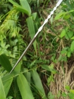 华匠坊版史泰龙兰博三直刀